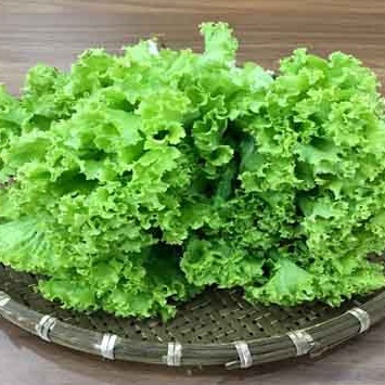 Hạt giống xà lách xoăn xanh - 2gr Seed Land nhập khẩu