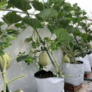 DƯA LƯỚI HAMI VỎ VÀNG THÁI LAN