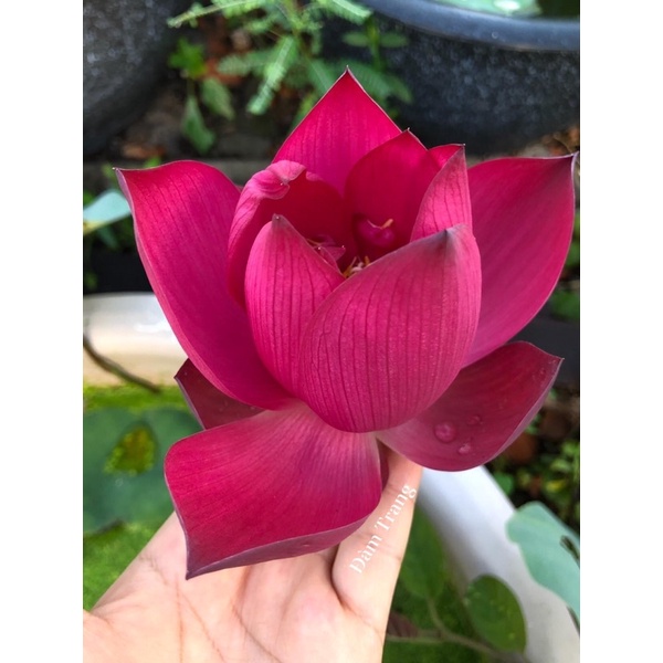 Củ sen Superlotus 14B