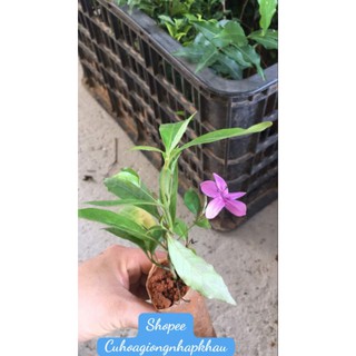 Combo 5 Cây Giống Mai Đà Lạt