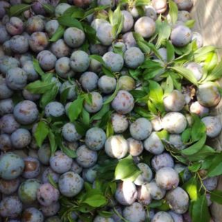 Mận hậu Sơn La