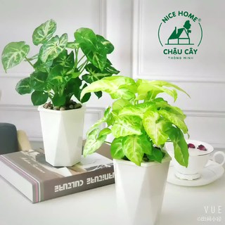 Chậu cây tự dưỡng thông minh - U03