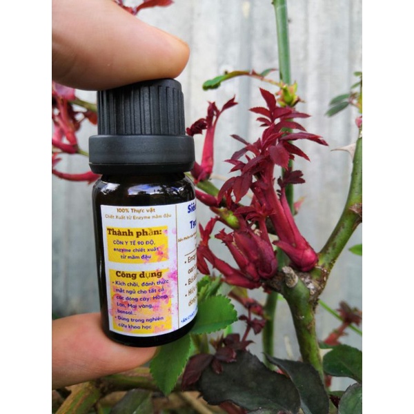 Siêu kích chồi T90 - NLmax 👍 kích chồi Mai vàng, bonsai, thân gỗ, hoa hồng, hoa lan....