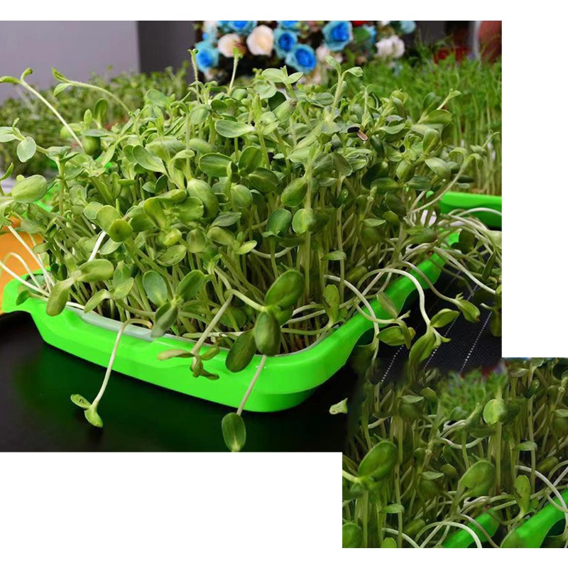 Aoto Khay Gieo Hạt Trồng Cây Thủy Canh 2 Tầng Không Cần Đất