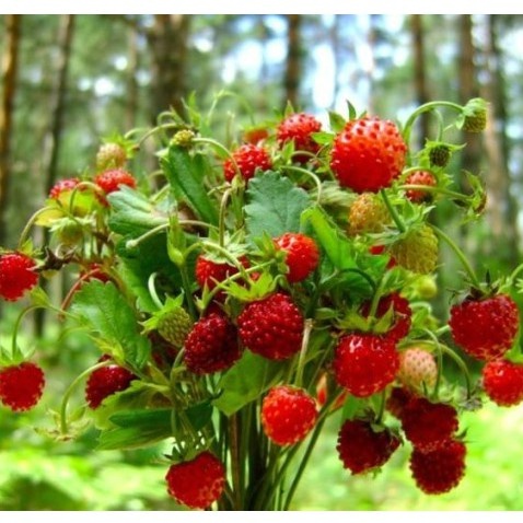 30h Hạt Giống Dâu Tây Rừng Wild Mini