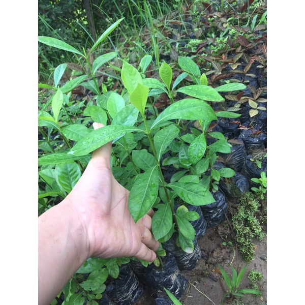 Cây dành dành cánh đơn hoa thơm