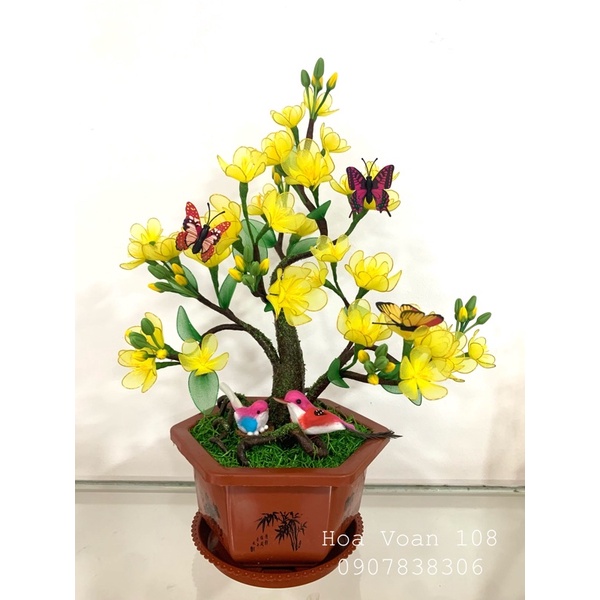 Chậu hoa voan -hoa mai cao 45cm ngang 28cm