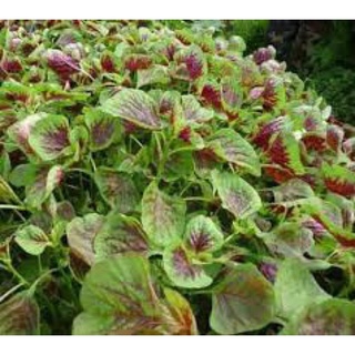 HẠT GIỐNG RAU DỀN KHOANG (DỀN TÍA) gói 20gr