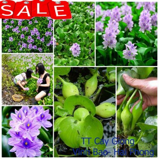 CÂY Lục bình hoa tím  - cây bèo tây Lọc lước thủy sinh ✅ Vườn hoa giống VBHP