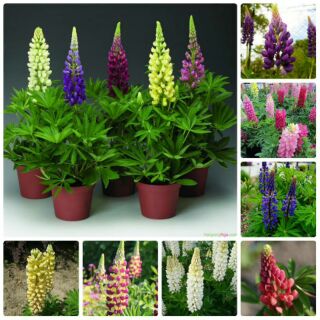 Hoa đậu lupin