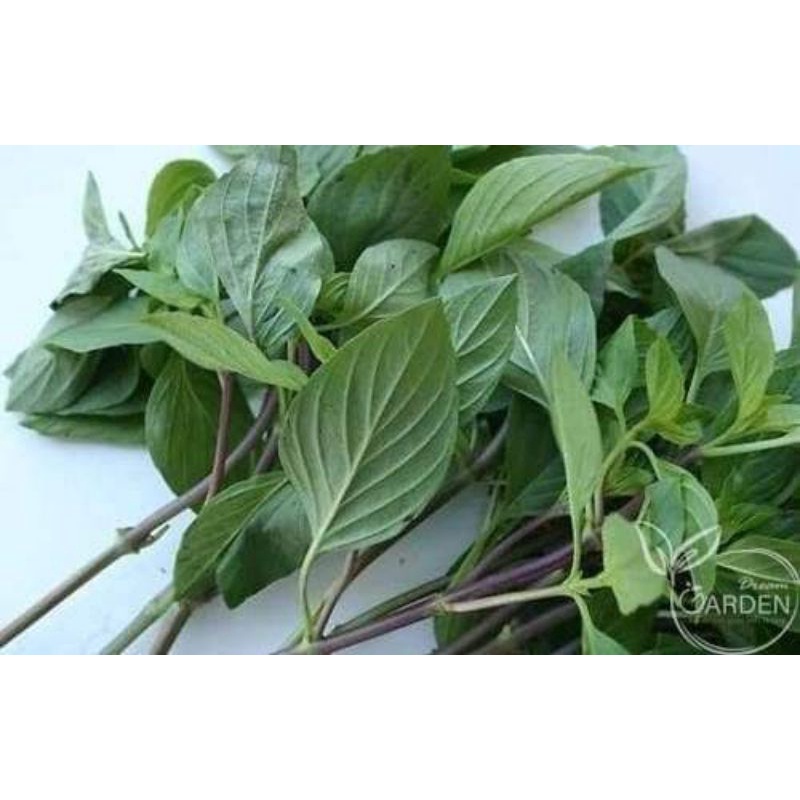 Hạt giống rau húng quế  chất lượng cao Trang Nông 10gr