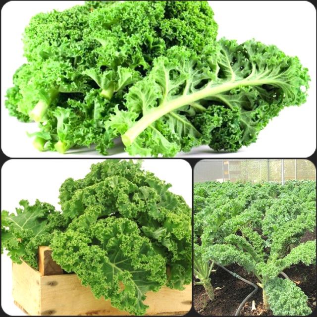 [Mua Nhiều Giá Rẽ] Hạt giống cải kale, cải lá xoăn hay cải xoăn xanh