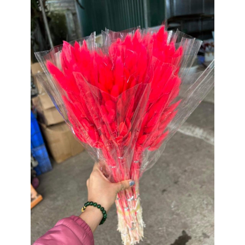 BÓ 50 CÀNH Hoa khô Lagurus Bunny Tails🌸BÔNG CỎ ĐUÔI THỎ/ CỎ LAU MỸ - HOA KHÔ ĐUÔI THỎ Decor, trang trí bó 50 bông