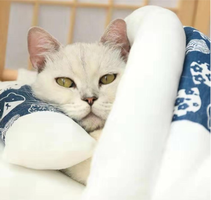 [ GOUMAO ] Giường ngủ gỗ cao cấp dành cho thú cưng, chó, mèo : giường nệm