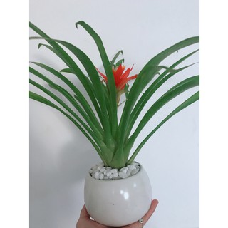 Chậu cây phong lộc hoa