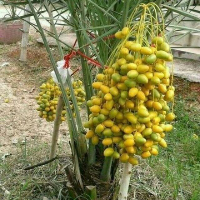 Hạt Cây Chà Là Thái ( COMBO 450K/350 HẠT)