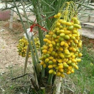 Hạt Cây Chà Là Thái ( COMBO 450K/350 HẠT)