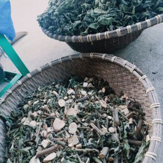 (TẶNG HẠT GIỐNG AN XOA)  1kg Cây an xoa hoa tim