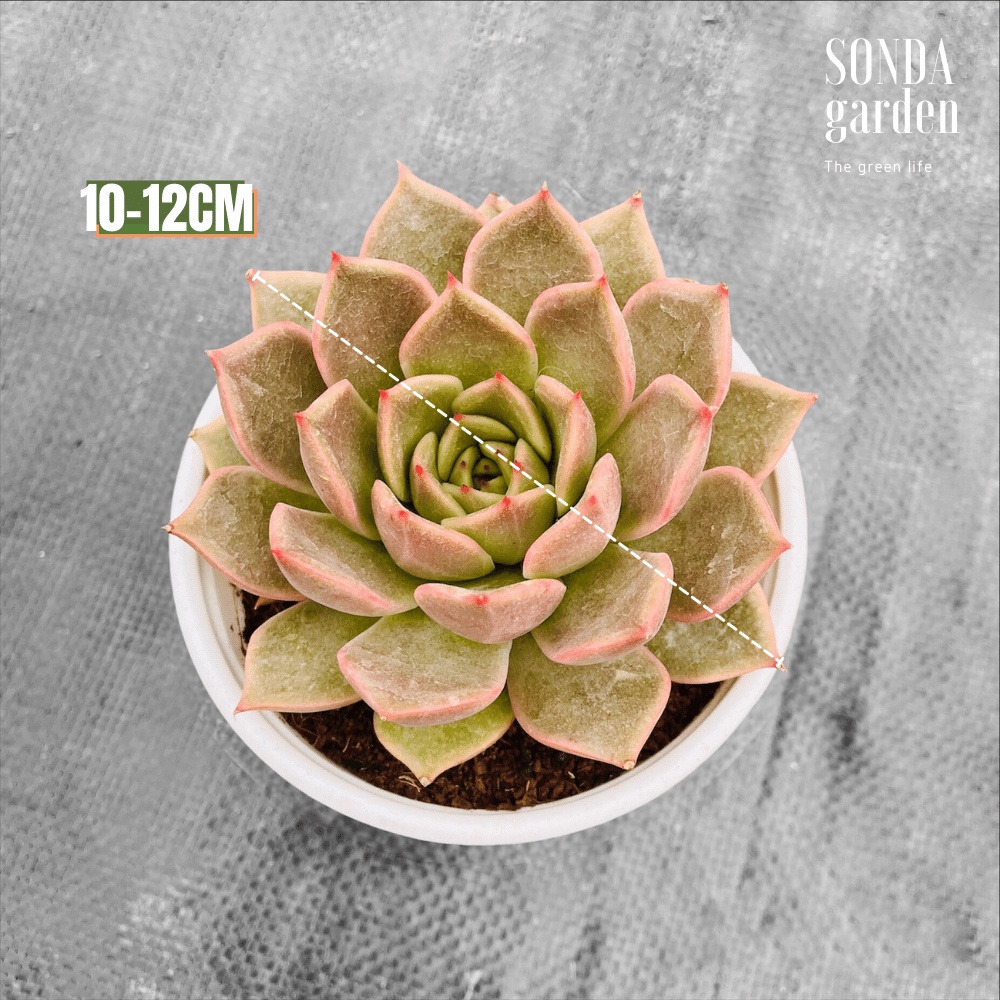 Sen đá đế vương xám SONDA Garden size trung bình 10-12cm, cây cảnh trang trí nhà cửa, lỗi 1 đổi 1