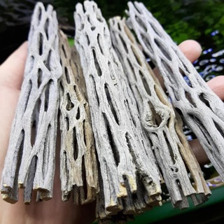 Lũa Cholla - Lũa Xương Rồng Chuyên Cho Tép Cảnh- Tiết ra tanin giúp tép giảm stress, tăng cường sức đề kháng, diệt khuẩn