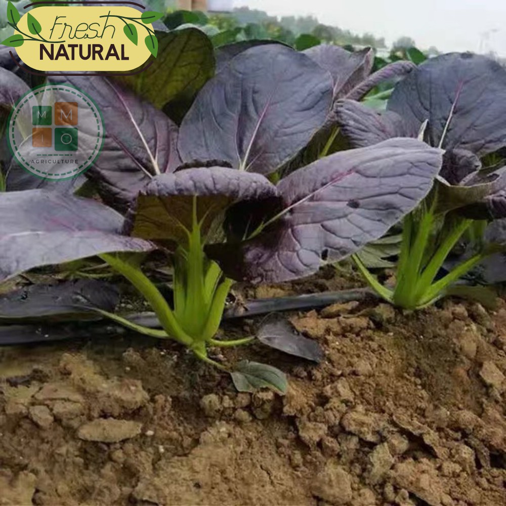 Hạt giống rau cải thìa tím (Purple Pakchoi) chịu nhiệt