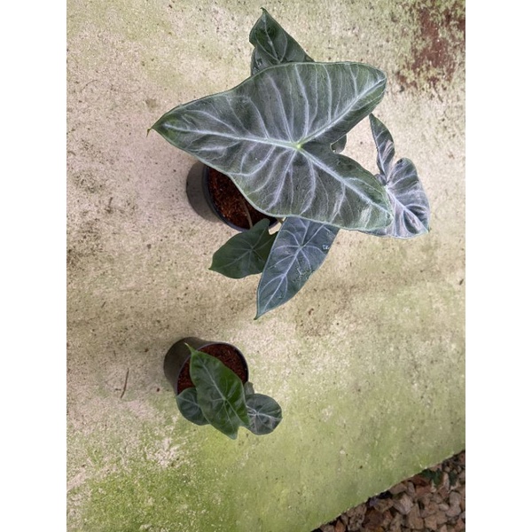 Chậu cứng alocasia ivory coast