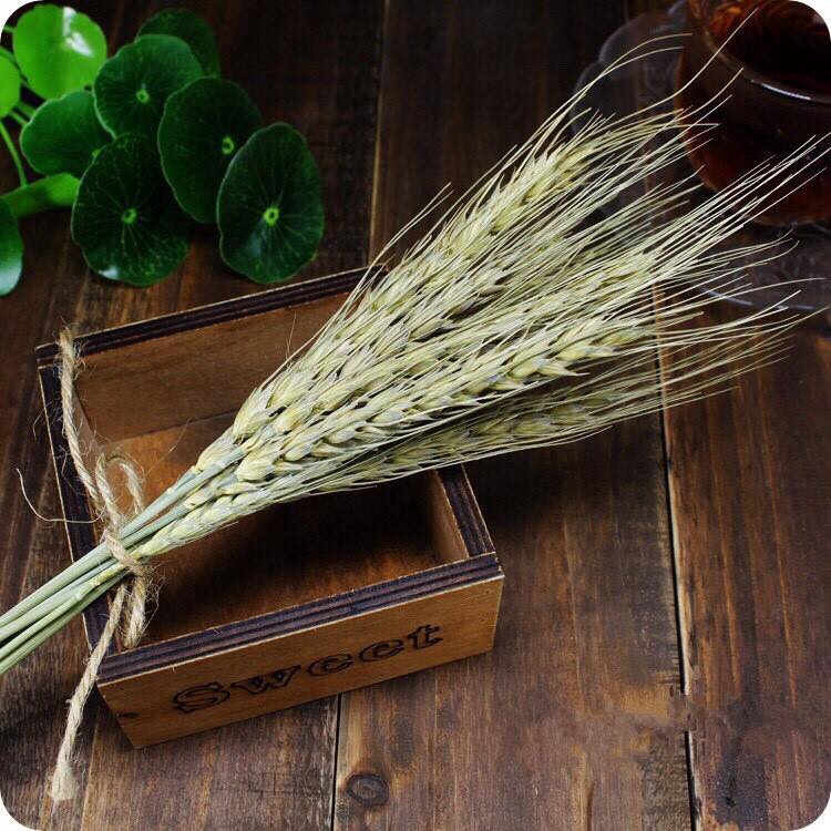 ❤️FREESHIP❤️ 10 cành lúa mạch khô DRIED WHEAT decor siêu bền