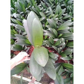 Cây Lan Quân Tử GỬI NGUYÊN CẢ CHẬU CẢ BẦU , HOA CHUẨN TẾT NGUYÊN ĐÁN - LQTC