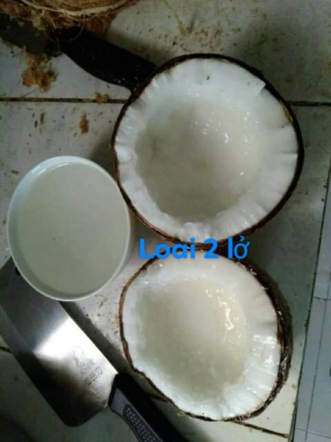 DỪA SÁP Cầu Kè Loại 2 nước LỎNG