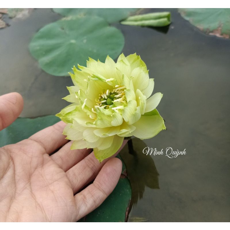 Củ sen mini Snow White