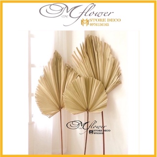 Lá Cọ Khô Tự Nhiên Trang Trí, Decor ,loại lá già ,lá dày và lớn loại 1(Chuyên Sỉ ssl)