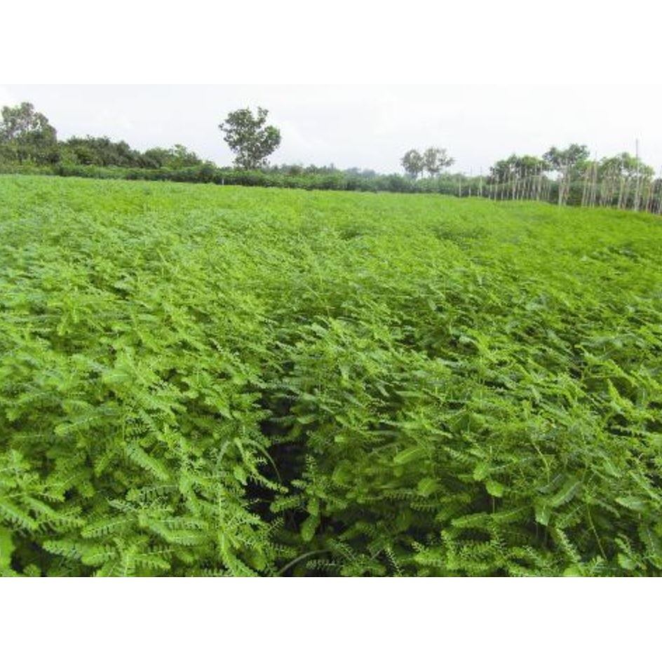Diệp Hạ Châu Khô  1kg