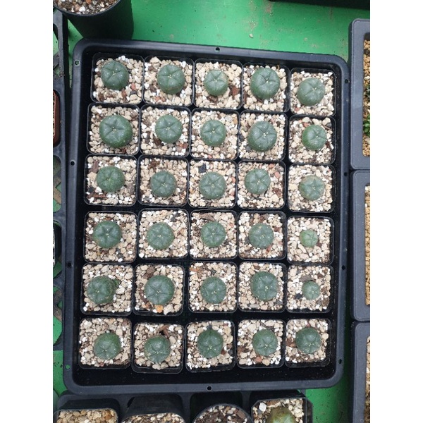 Combo 10 Khay ươm & đựng chậu tiện lợi 37 x 30cm