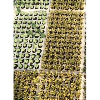 42cây sen vĩ nhiều loại (kích thước 3-4cm)