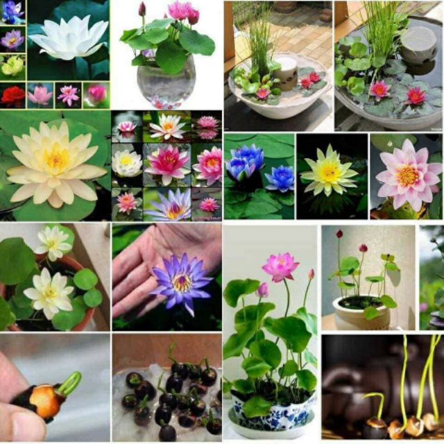 Hạt Giống Hoa, Rau, Củ, Qủa