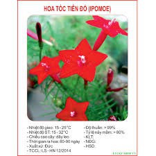 HẠT GIỐNG HOA TÓC TIÊN ĐỎ GÓI 10H