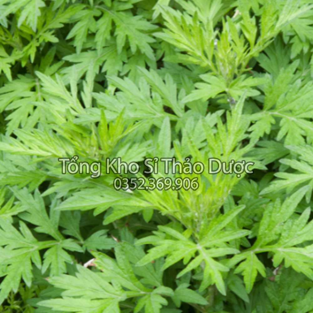 Bột ngải cứu nguyên chất 1kg (Thảo mộc ngâm chân, kháng khuẩn, khử mùi)