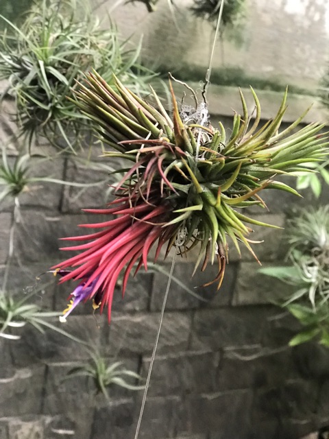 Cây không khí kim Yến chùm -Tillandsia ion fuego