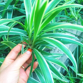 Mua Combo 50 cây cỏ lan chi (cây dây nhện) trồng trong nhà  ban công  sân vườn