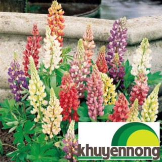 Hạt giống đậu lupin 50 hạt
