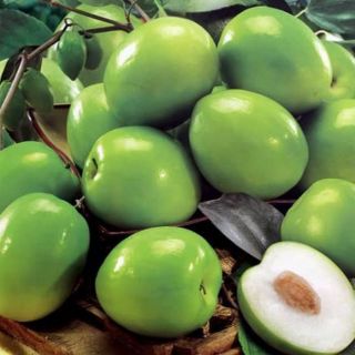 Cây táo nhật đang hoa