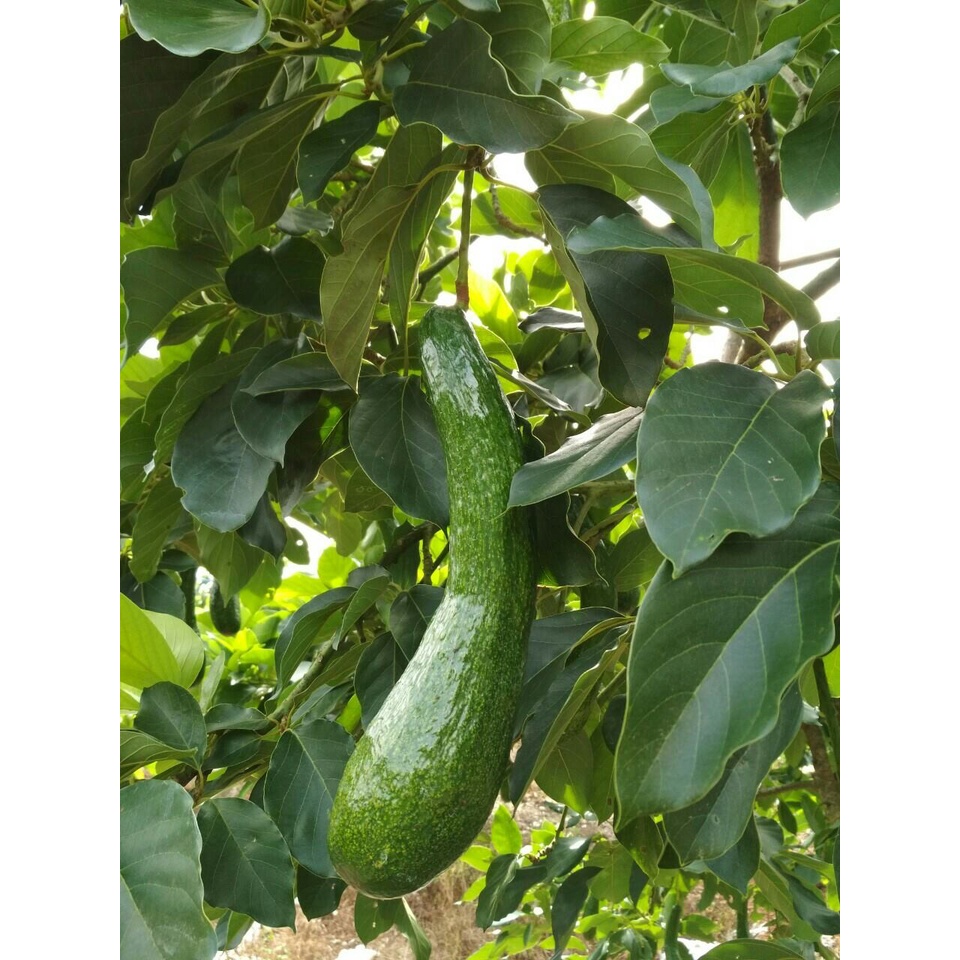 Cây giống Bơ Sáp Da Xanh
