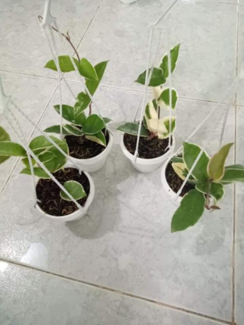 Cẩm cù lá cẩm thạch đủ size