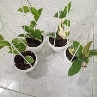 Cẩm cù lá cẩm thạch đủ size