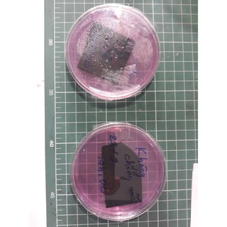 dung dịch chống mốc thảo mộc