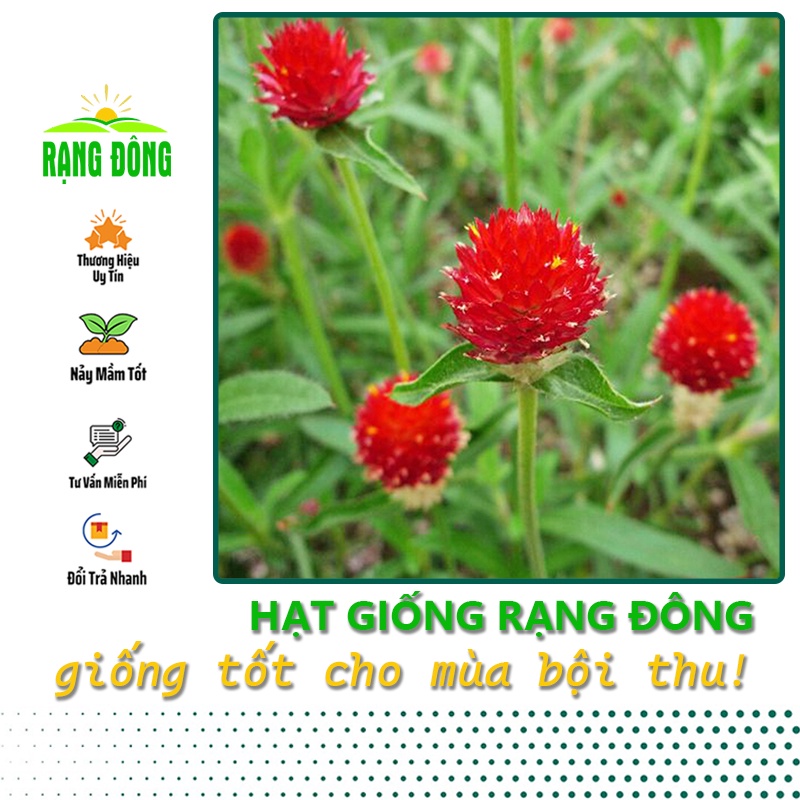 Hạt giống Hoa Cúc Bách Nhật Đỏ dễ trồng, cây sinh trưởng khỏe (gói 0,1 gr) - Hạt giống Rạng Đông