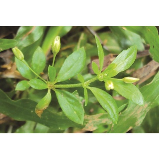 Hạt giống rau đắng đất - (Gói 0.1gram)