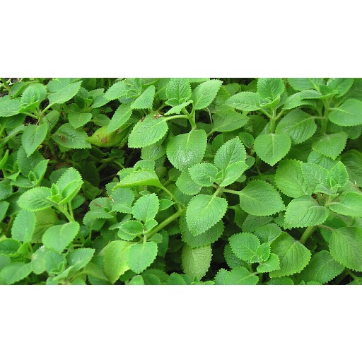 Lá tần dày húng chanh tươi (100gr)