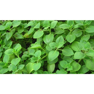 Lá tần dày húng chanh tươi (100gr)