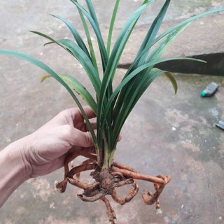 Địa Lan Rừng Kiếm Tứ Thời